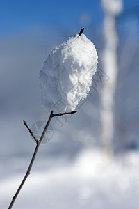 冬季森林中积雪的树枝背景图片