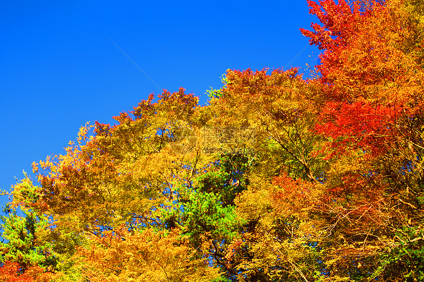 秋雨林对蓝天绿色叶子蓝色天空橙子衬套树干图片