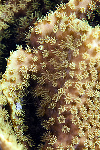 红海的皮革珊瑚图片