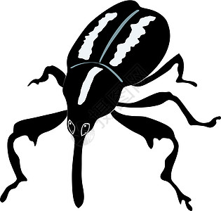 插图生物学棉铃象草地绘画昆虫荒野草本植物动物园卡通片动物学图片