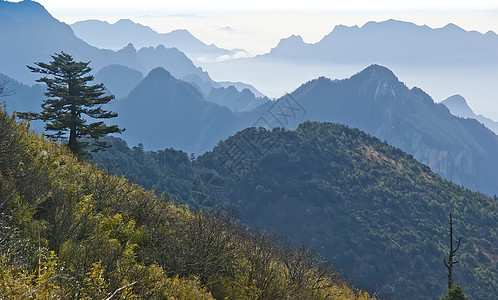 中国湖北申农家山地貌山脉森林松树树木旅游背景图片