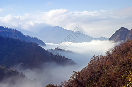 中国四川光雾山山风景山脉树木森林旅游松树垂直横幅背景图片