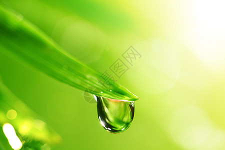 大水滴阳光背景草地叶子反射植物花园宏观草本植物雨滴图片