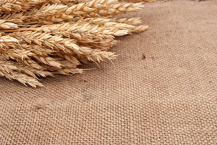 背上卷曲背景的小麦耳朵尖刺面包织物收成稻草帆布生长谷物麻布国家图片