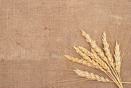 背上卷曲背景的小麦耳朵玉米织物帆布解雇收成生长麻布面包稻草尖刺图片