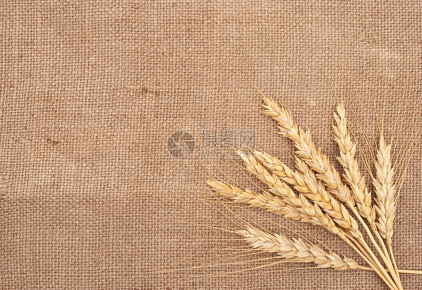 背上卷曲背景的小麦耳朵麻布谷物尖刺粮食农民收成稻草种子生产织物图片