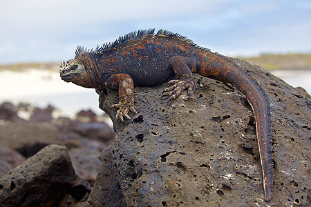 加拉帕戈斯海洋Iguana动物濒危海岸脊椎动物情调鬣蜥热带异国蜥蜴眼睛图片