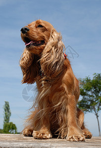 可卡犬犬类场地黑色宠物小狗棕色动物打猎图片