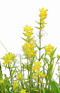 白色背景的黄色花朵摄影床单自由城市叶子花瓣太阳地球草地牧场图片