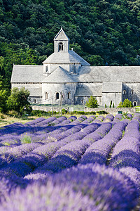 法国普罗旺斯 用熏衣草地建造的塞南克修道院紫色植物群种植园紫丁香场地外观世界教会历史性植物图片