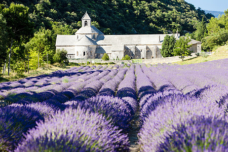 法国普罗旺斯 用熏衣草地建造的塞南克修道院植物种植园外观场地景点紫色历史建筑学世界植物群图片