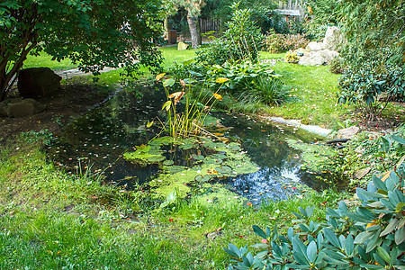 夏季花园 有池塘图片