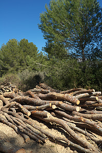 伐木伐木工木材森林树木林地树干日志木头松树记录图片