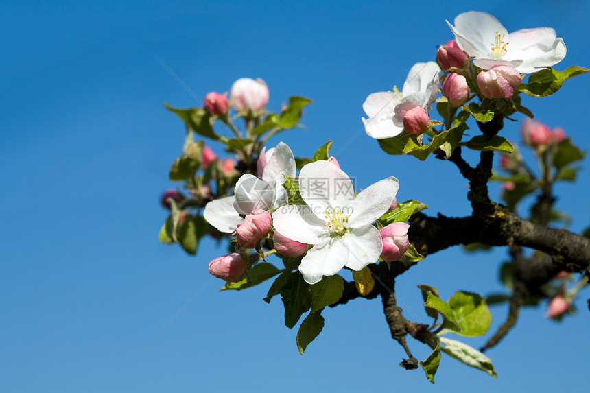白苹果花叶子园艺香气白色花朵蓝色苹果树植物群果园生长图片