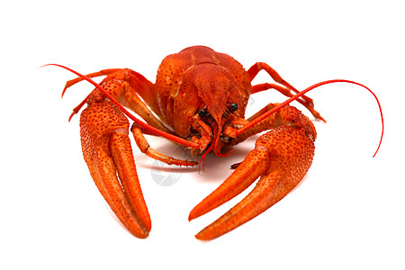 龙虾午餐食物贝类美食红色海鲜背景图片