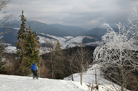 阿尔卑斯山滑雪高山森林树木冰帽松树云杉消隐图片