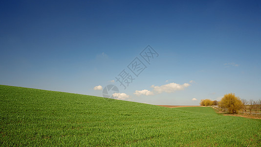天空下的草地丘陵场地季节场景植物农业风景乡村小麦牧场图片