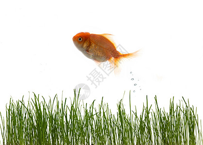 草和鱼活动场地淡水金子生活运动牧歌金鱼宠物生态图片