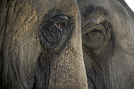 大象岩石动物动物群背景图片