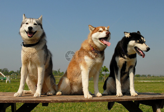 摇摆友谊朋友们团体比赛动物宠物小狗家庭图片