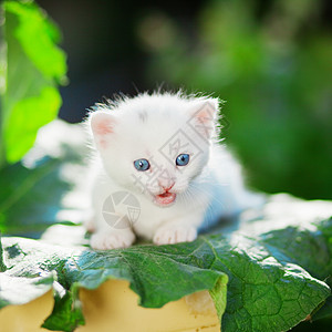 绿色小猫剪影蓝眼小猫猫咪花园毛皮虎斑动物猫科乡村绿色宠物白色背景