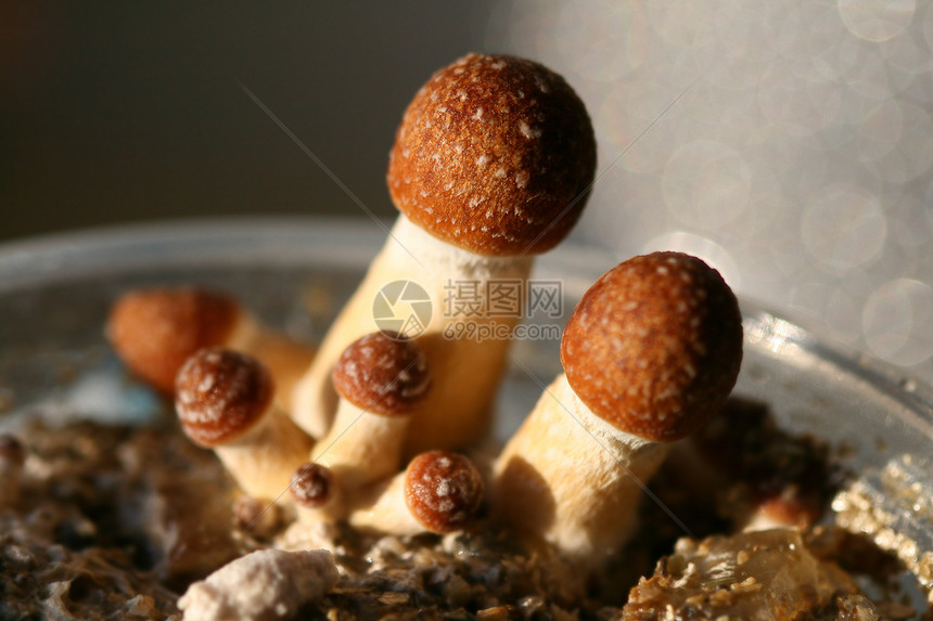 蘑菇食物生长红色魔法菌类选择性植物伞菌季节焦点图片