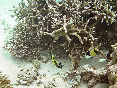 鱼类王国潜水海景肾上腺素彩虹海洋潜水员运动情调珊瑚假期图片