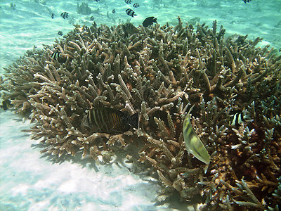 鱼类王国珊瑚潜水员肾上腺素海景假期蓝色运动海洋异国潜水图片