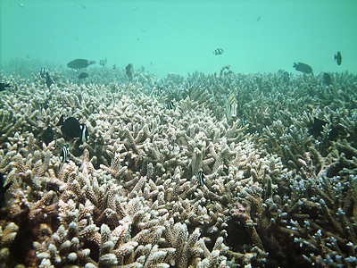 珠海长隆海洋王国鱼类王国情调假期海景潜水员潜水珊瑚异国肾上腺素热带蓝色背景