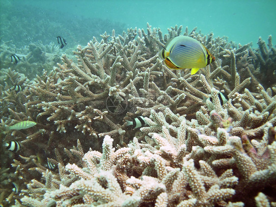 鱼类王国海洋游泳情调异国珊瑚蓝色海景潜水潜水员肾上腺素图片