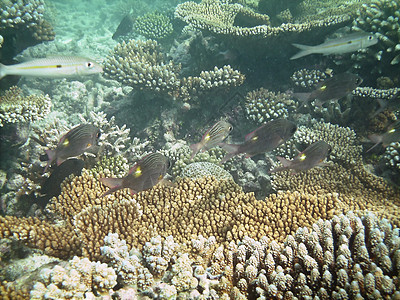 鱼类王国异国潜水员假期彩虹肾上腺素珊瑚情调热带游泳天蓝色图片
