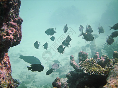 鱼类王国潜水员海景游泳潜水海洋肾上腺素珊瑚假期彩虹异国图片