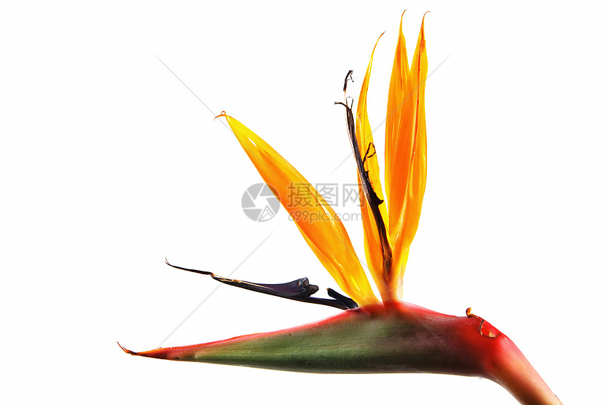 斯特雷利茨植物热带橙子萼片花瓣天堂木兰植物学白色花束图片