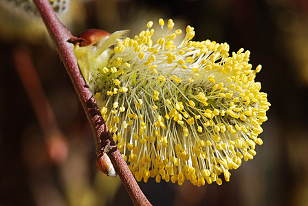 普西柳种子柳絮生长植物公园宏观花粉植物学生态枝条图片