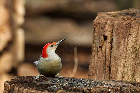 红腹木鸟木头观鸟者账单栖息便便树干动物鸟类大腹野生动物图片