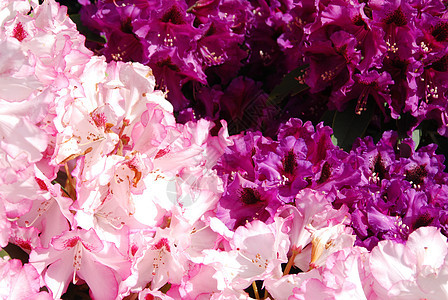 杜鹃花园植物群花瓣公园生长笔记紫色宏观园艺植物图片