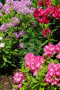 杜鹃植物生长植物群紫色花园公园园艺宏观花瓣笔记图片