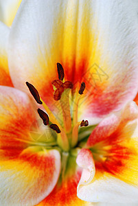莉莉百合橙子花粉红色季节墙纸白色植物群花瓣美丽图片