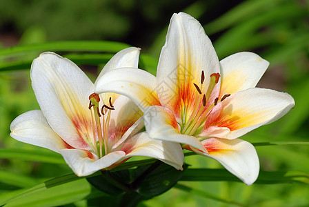 百合花植物植物学红色黄色美丽花粉百合花瓣季节白色图片