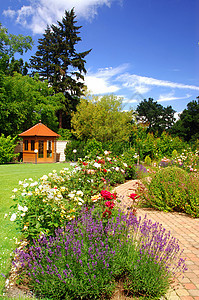 园中有玫瑰花郁金香园艺灌溉长椅房子石头生长公园草地薰衣草图片