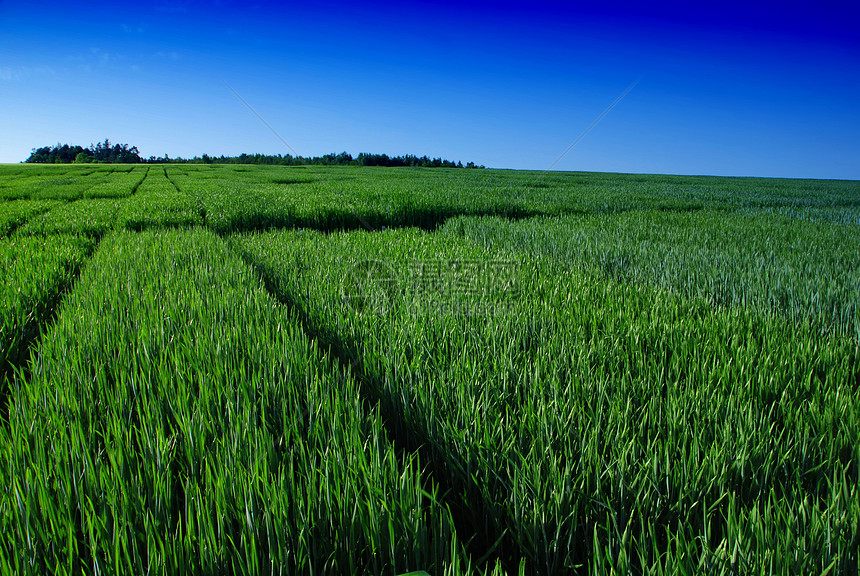 在春天的田野里生态国家大麦蓝色玉米农业农田农作物远景风景图片