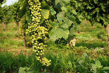 葡萄酒收成营养小吃风景食物白色水果农业树叶国家图片素材