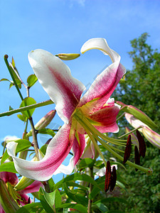 百合红色花瓣园艺粉色花园植物植物群花粉植物学宏观高清图片