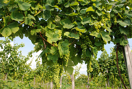 葡萄酒白色纳帕水果国家农业营养收成食物小吃树叶图片素材
