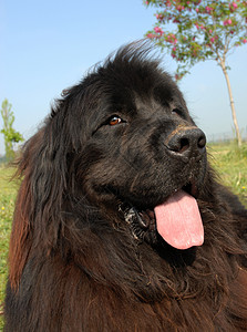 纽芬兰狗牧羊犬草地天空犬类场地宠物蓝色黑色高清图片