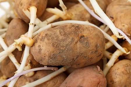土豆变形蔬菜绿色生活新生棕色植物食物白色起源植物群图片