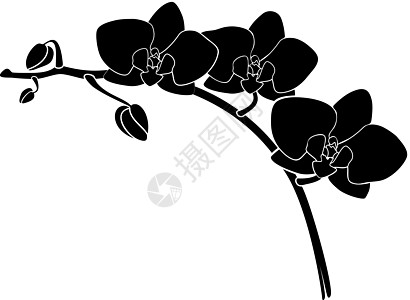 矢量兰花圆形植物学草图花瓣绘画生长装饰创造力装饰品热带艺术图片