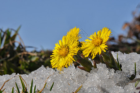 下雪时的科尔茨脚法法票价黄色天堂阳光花朵太阳蓝色植物花瓣图片