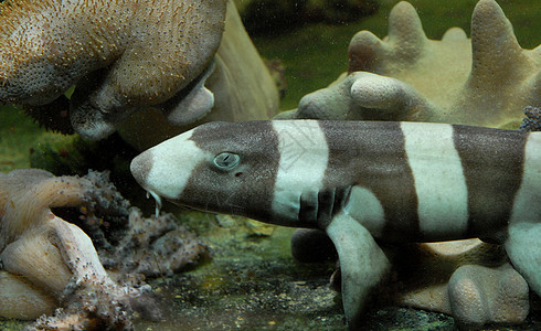 小鲨鱼热带捕食者动物珊瑚鱼缸婴儿护士鲨水族馆白色黑色图片