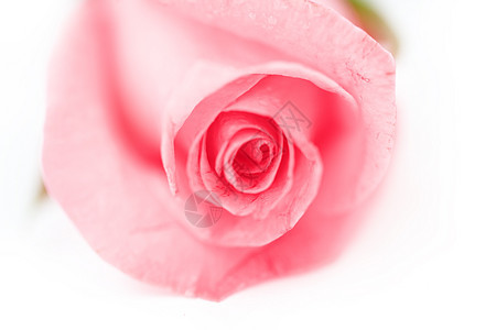 玫瑰花瓣粉色植物约会飞沫美丽卡片白色宏观图片
